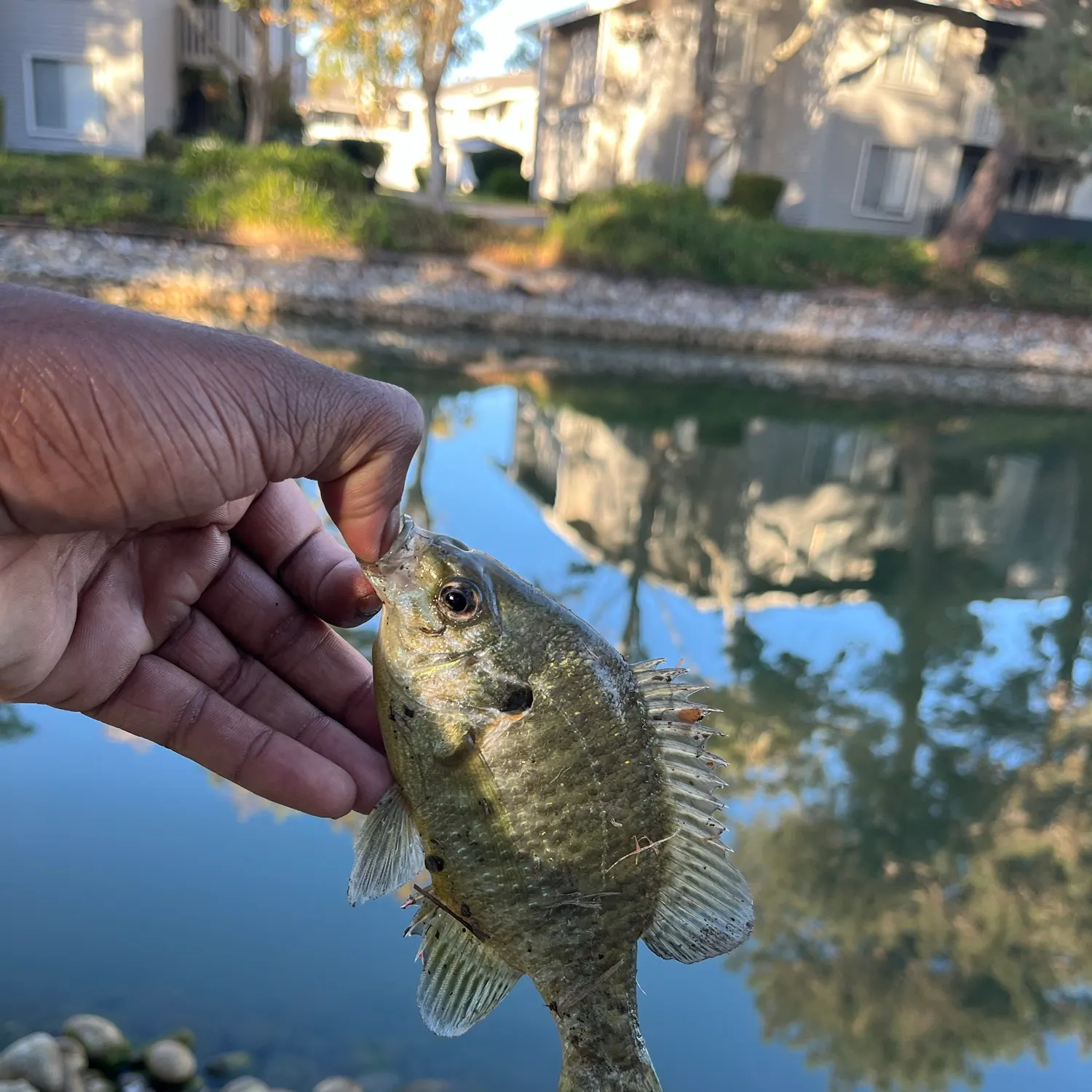 Redear sunfish caught on Fishbrain