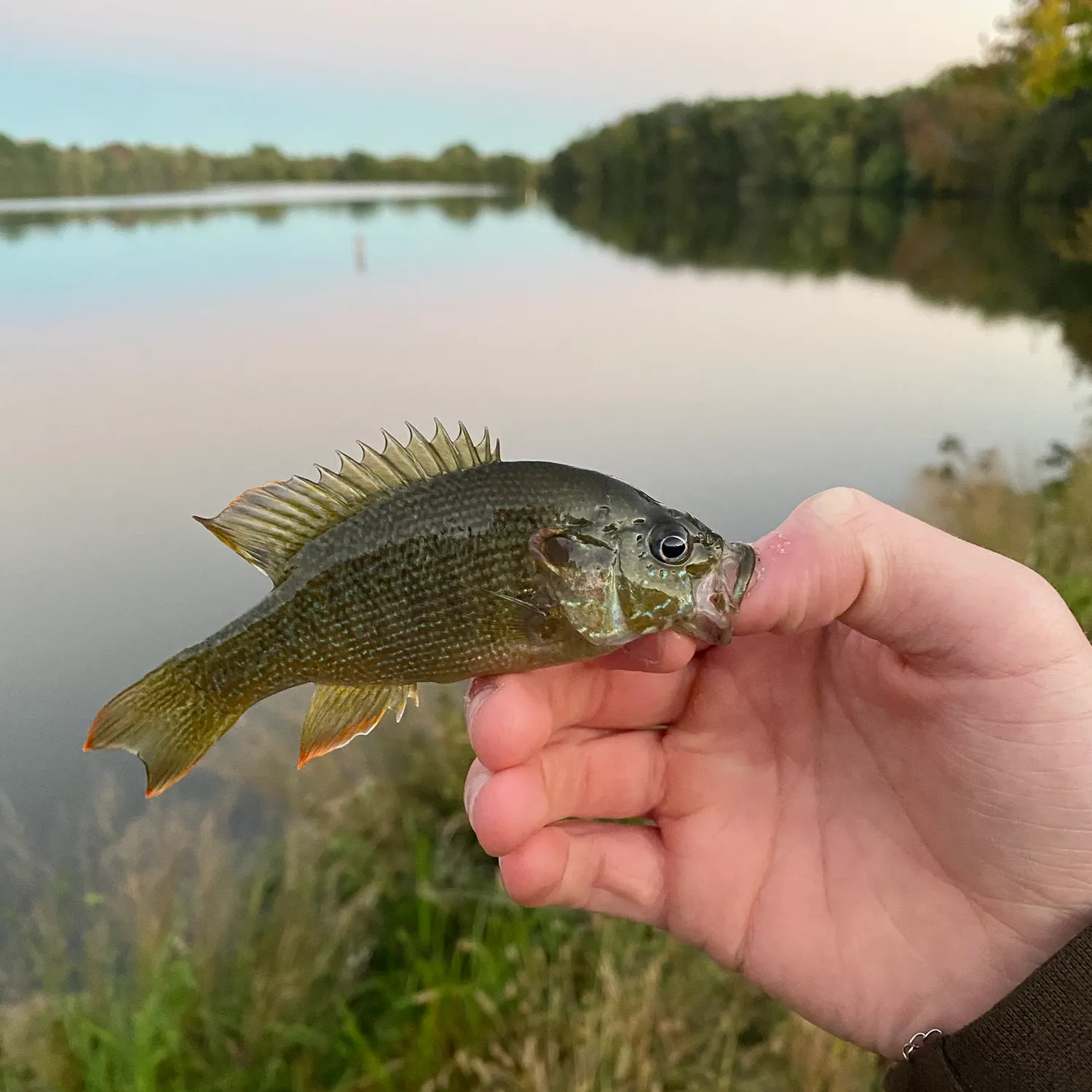 Green sunfish caught on Fishbrain