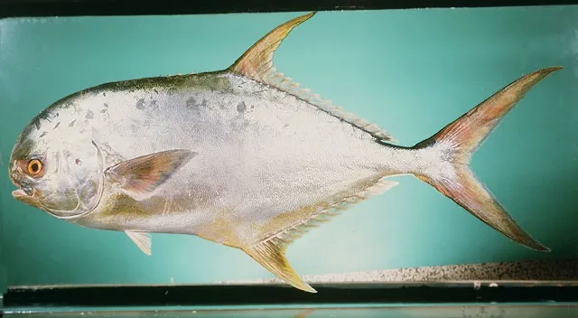 Indian pompano