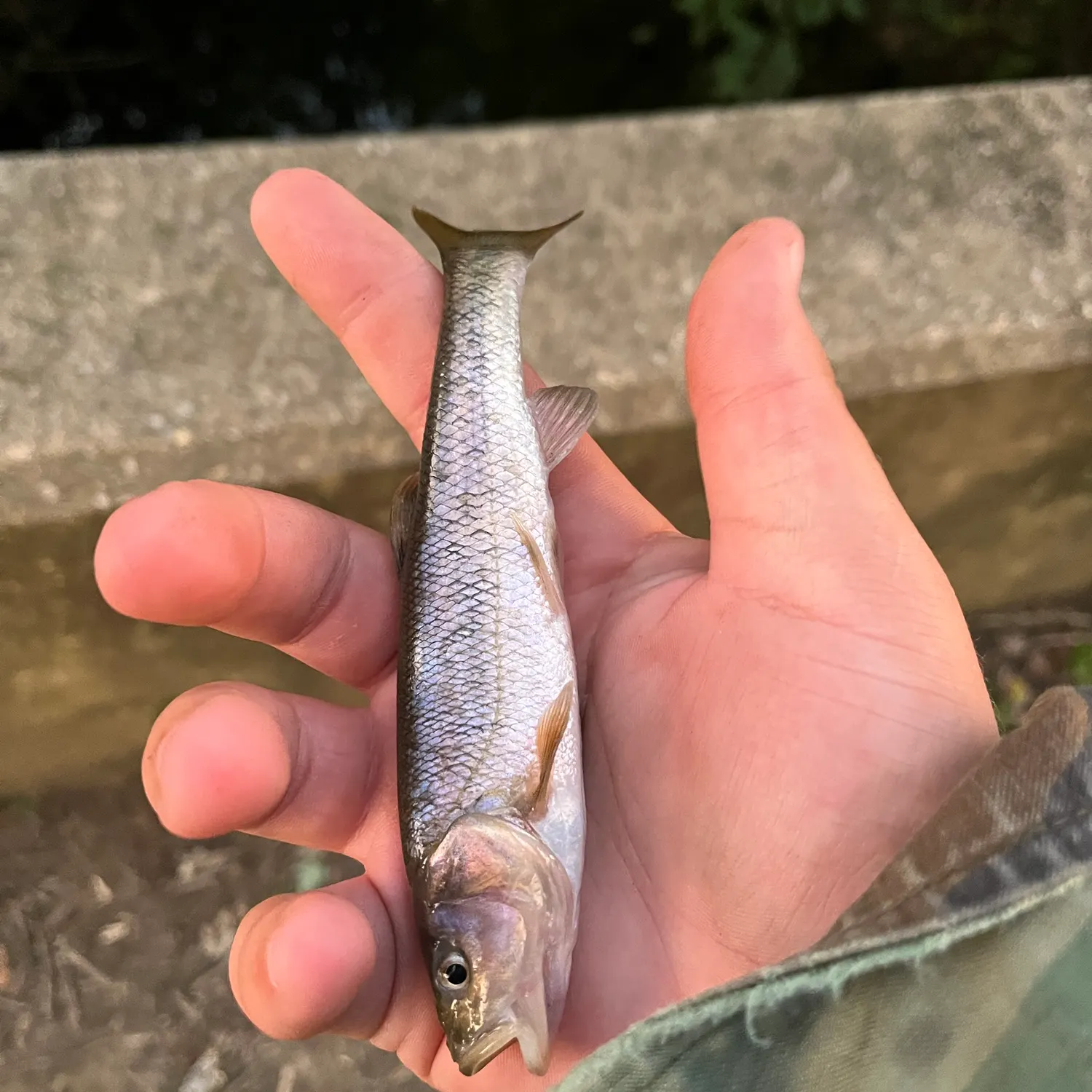 Creek chub caught on Fishbrain