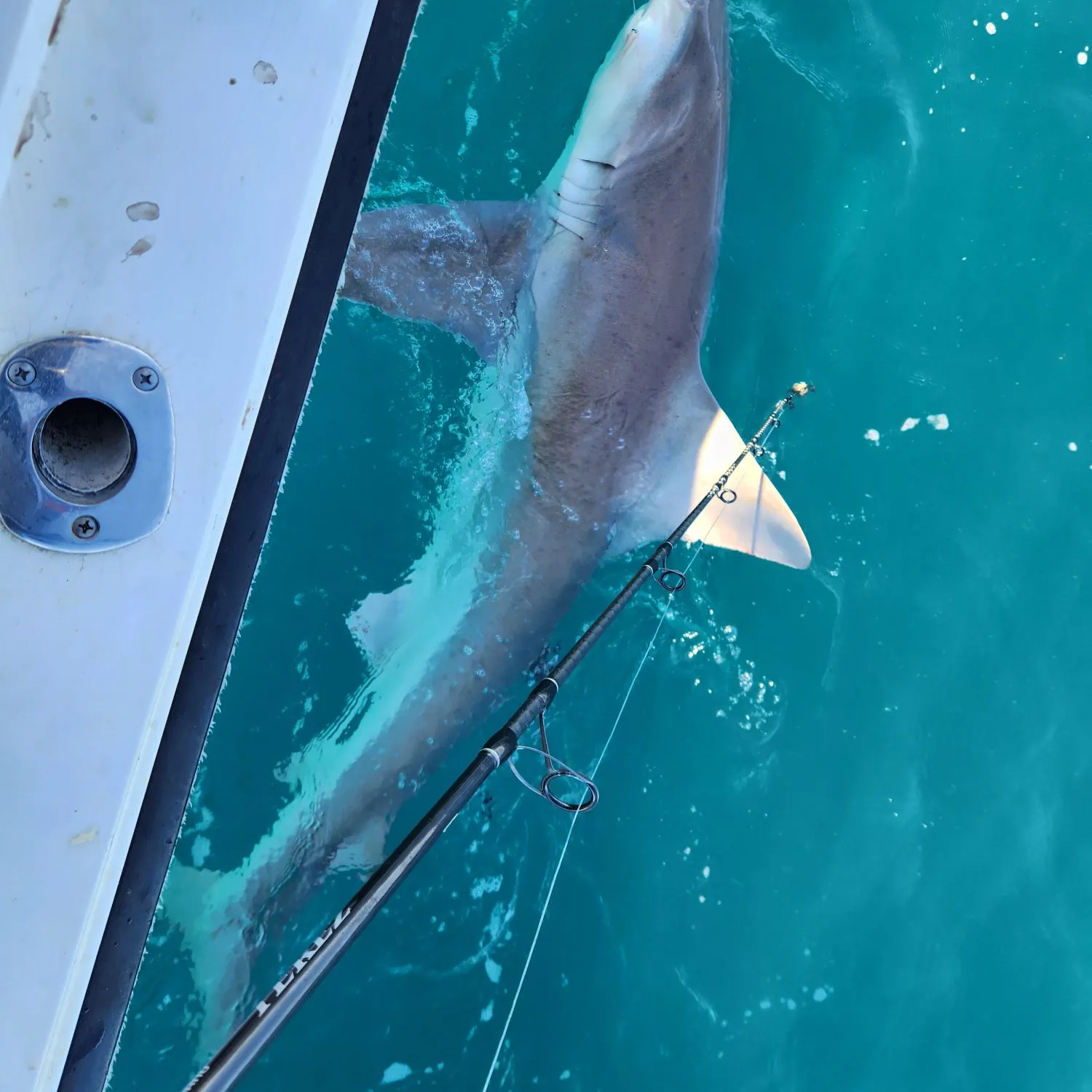 The most recent Silky shark catches on Fishbrain