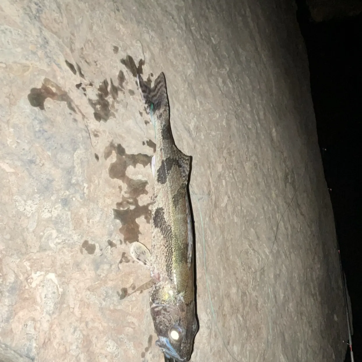 Sauger caught on Fishbrain