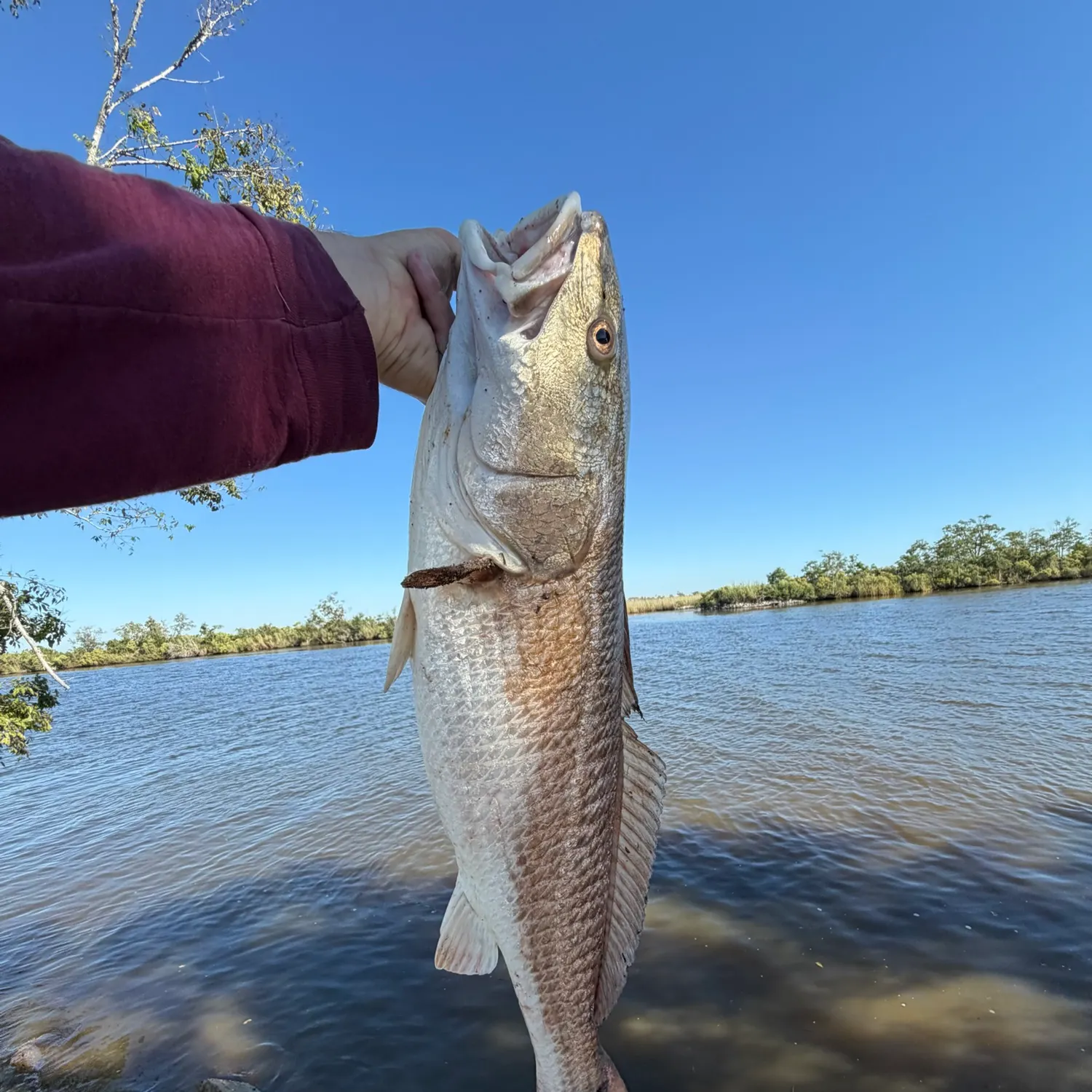Red drum caught on Fishbrain