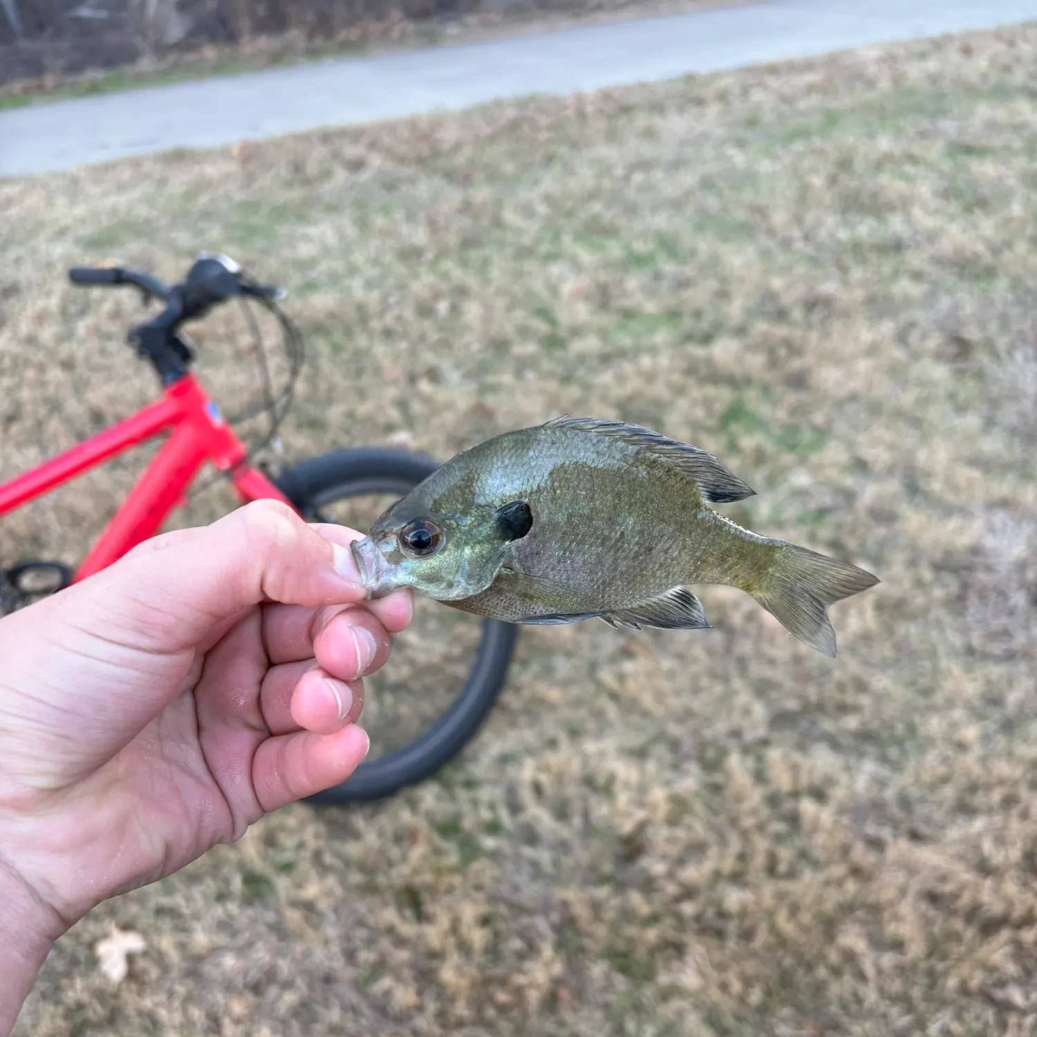 The most recent Greengill hybrid catches on Fishbrain