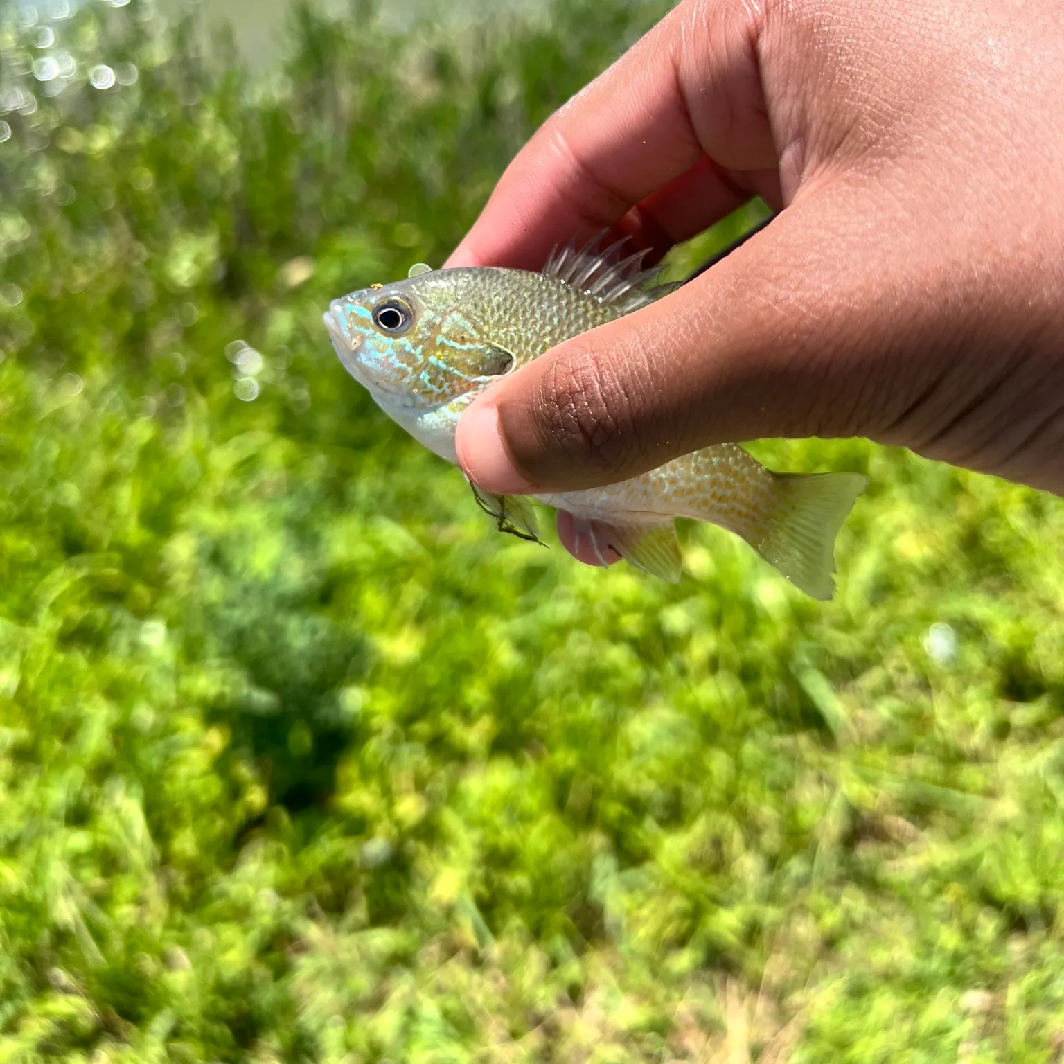 The most recent Atlantic croaker catches on Fishbrain