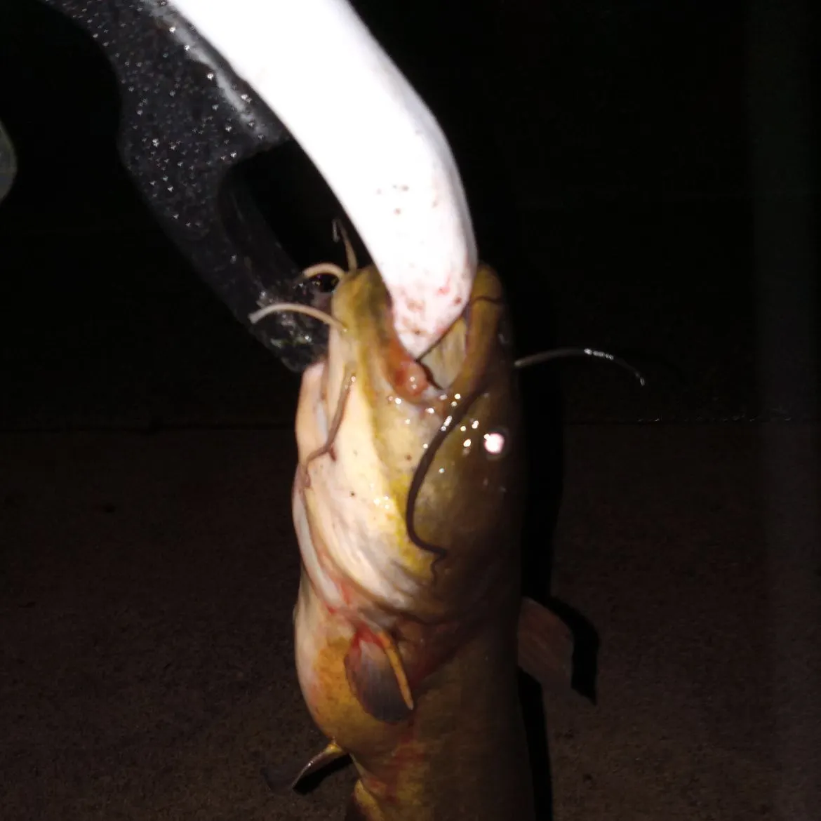 Black bullhead caught on Fishbrain