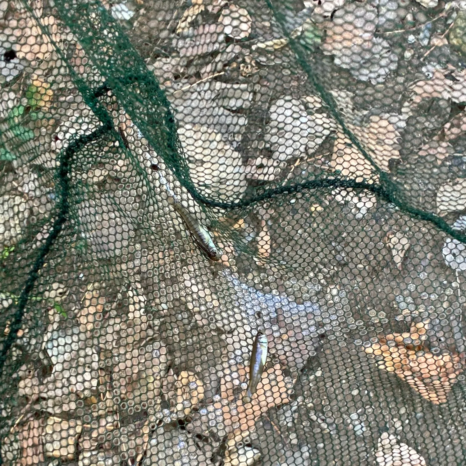 The most recent Eurasian minnow catches on Fishbrain