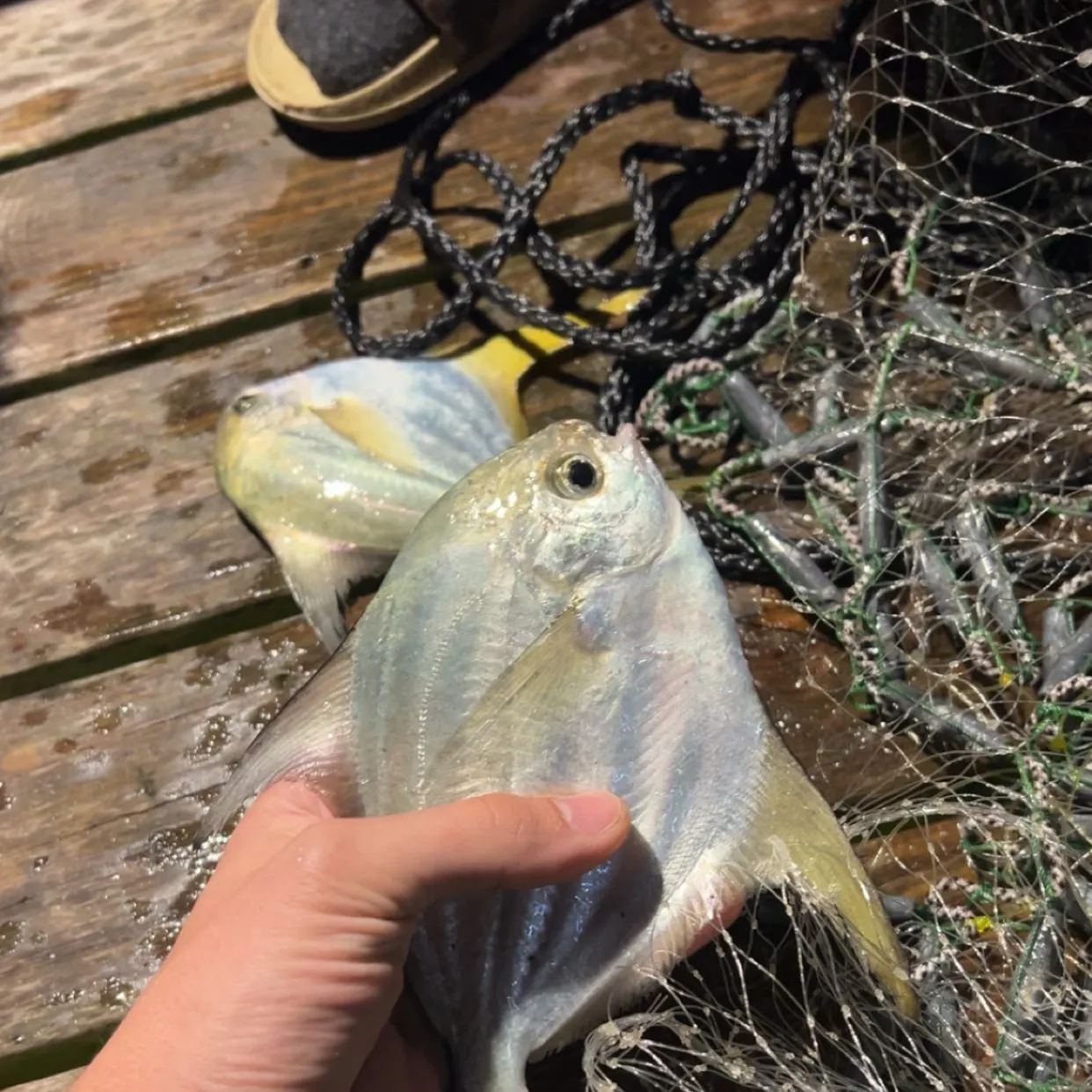 The most recent American butterfish catches on Fishbrain