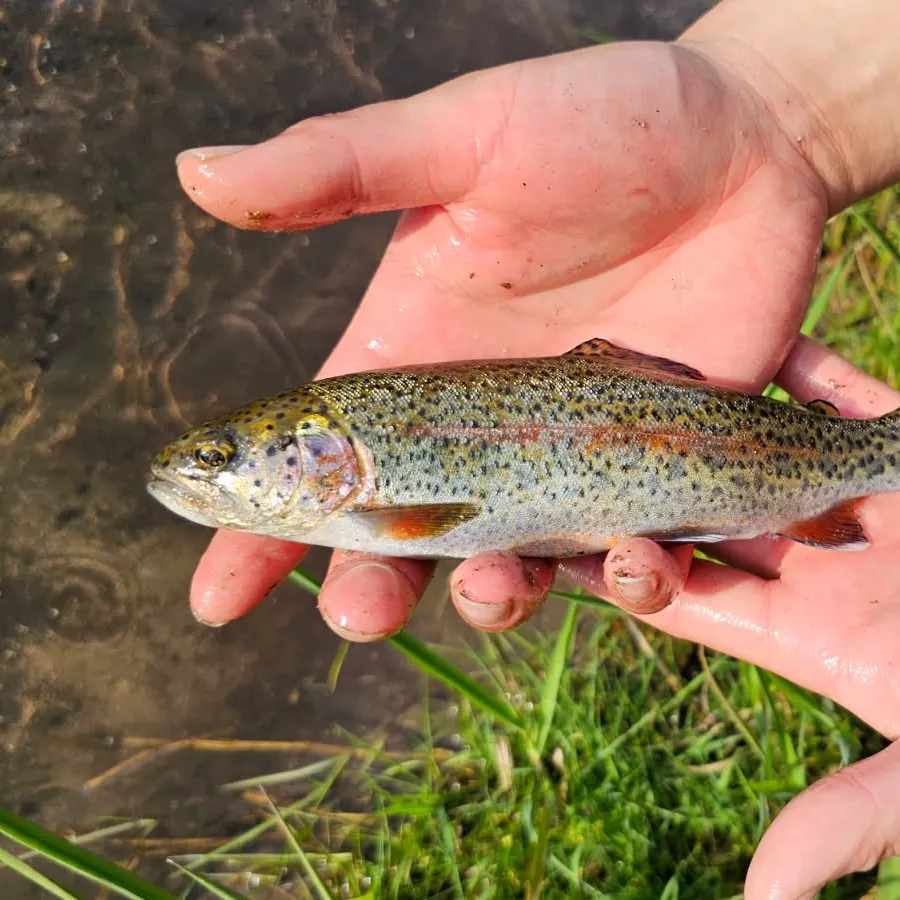 The most recent Rainbow trout catches on Fishbrain