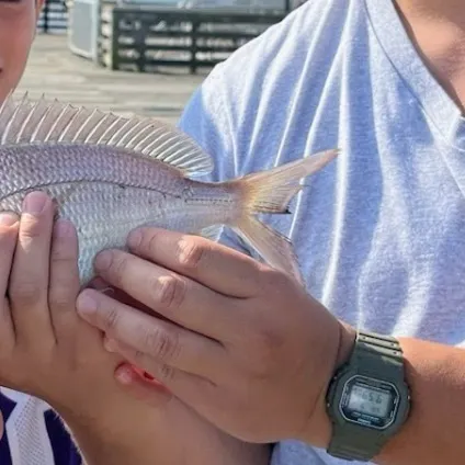 Scup caught on Fishbrain