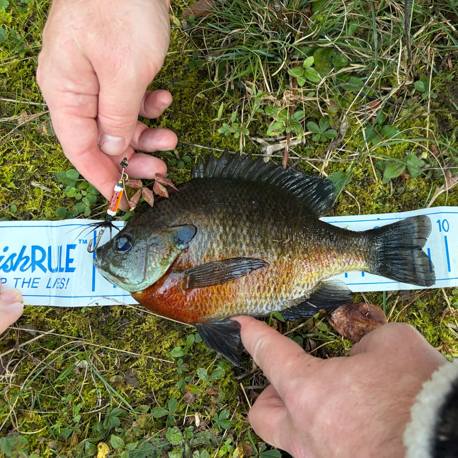 Bluegill caught on Fishbrain