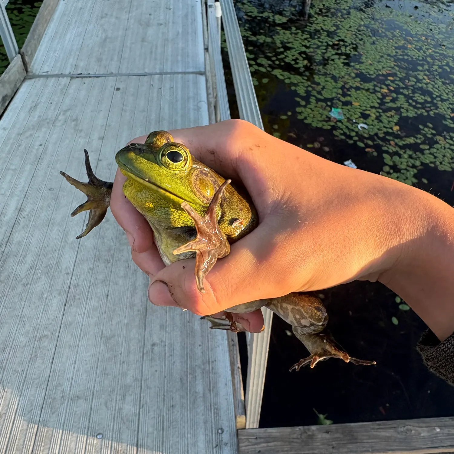 The most recent Frogface goby catches on Fishbrain