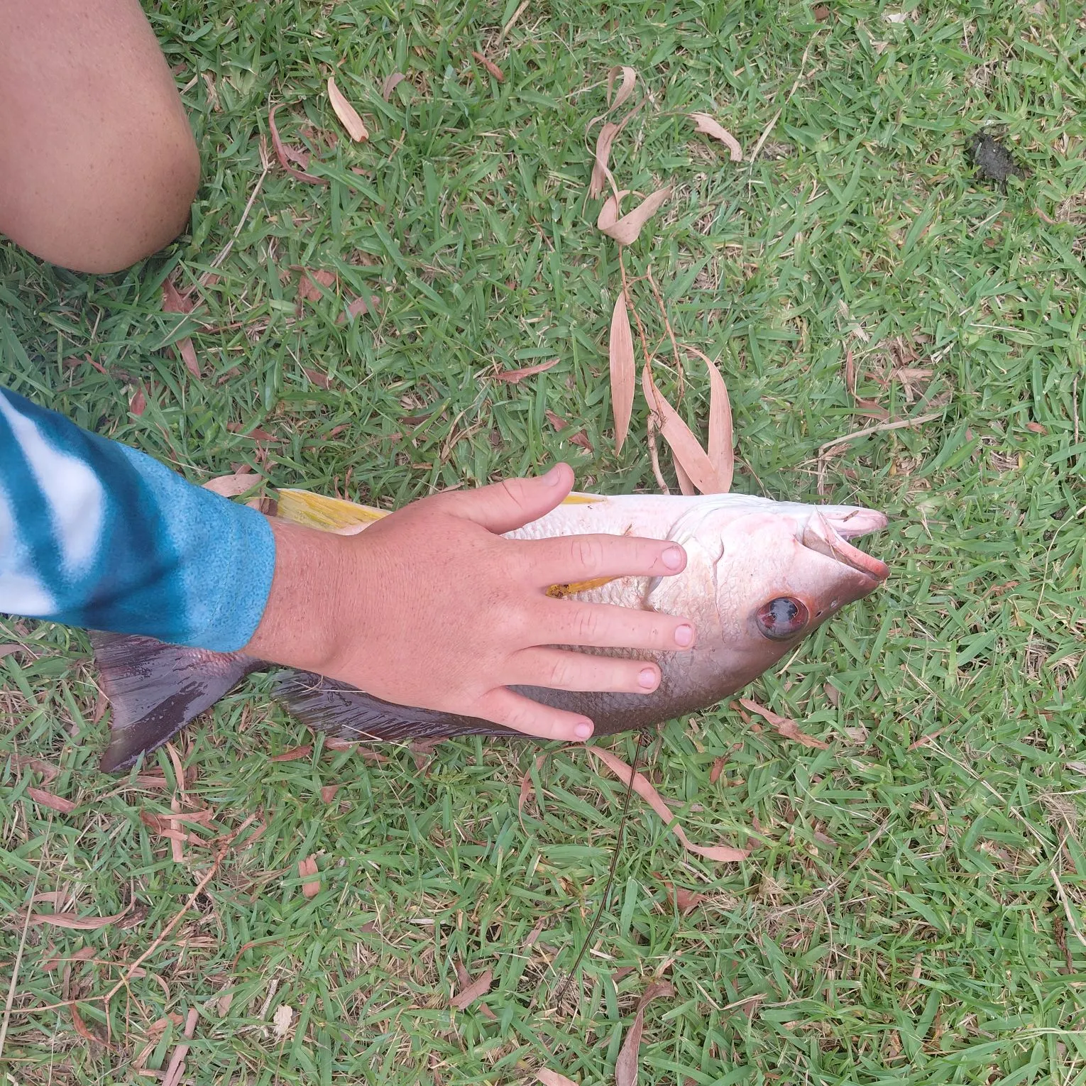 The most recent Moses perch catches on Fishbrain