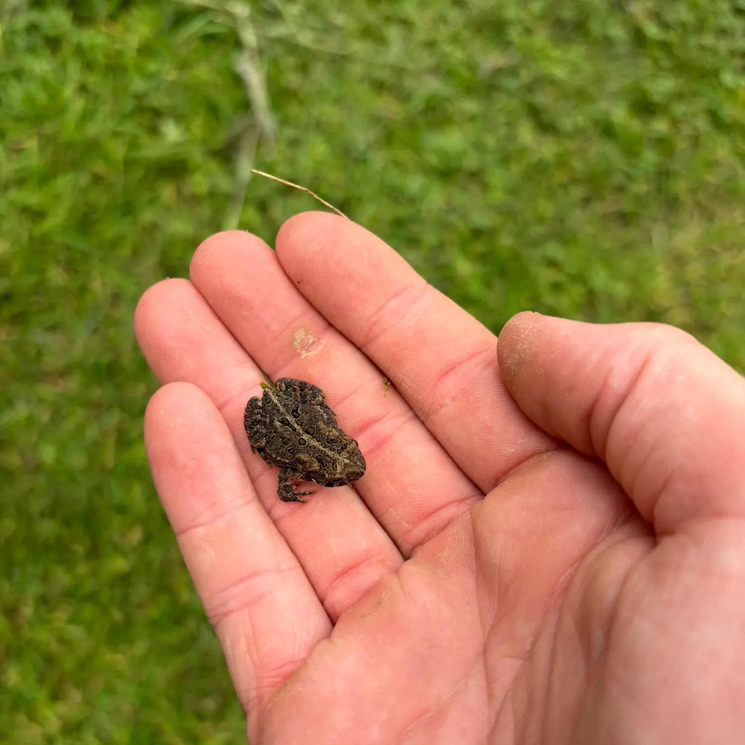 The most recent Pickerel frog catches on Fishbrain