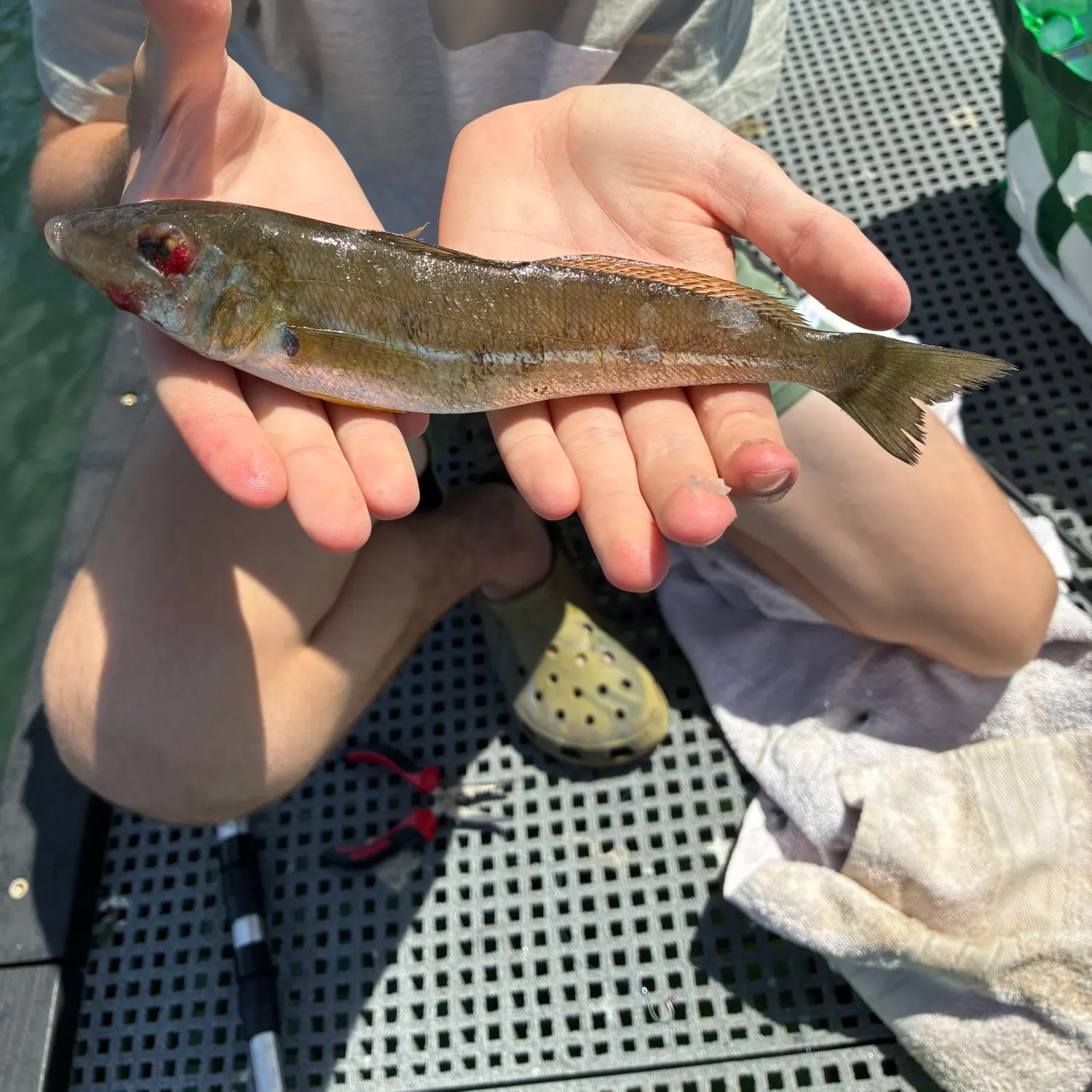 The most recent Sand sillago catches on Fishbrain