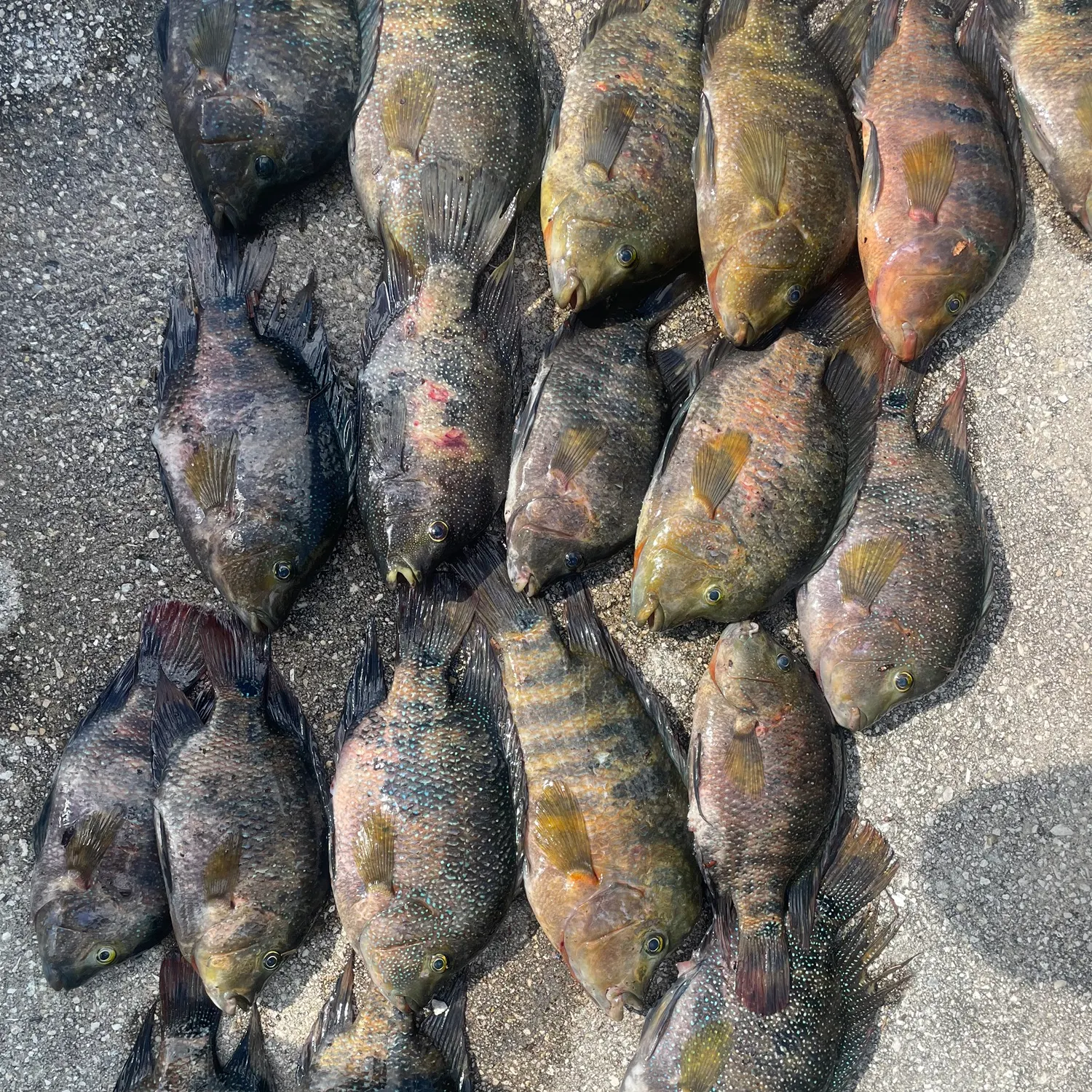 recently logged catches