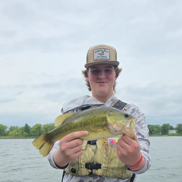 Largemouth bass caught on Fishbrain