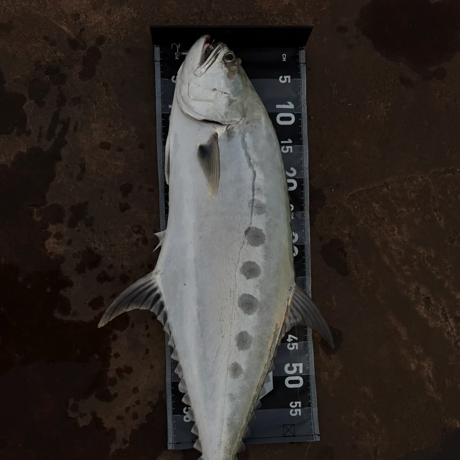The most recent Talang queenfish catches on Fishbrain