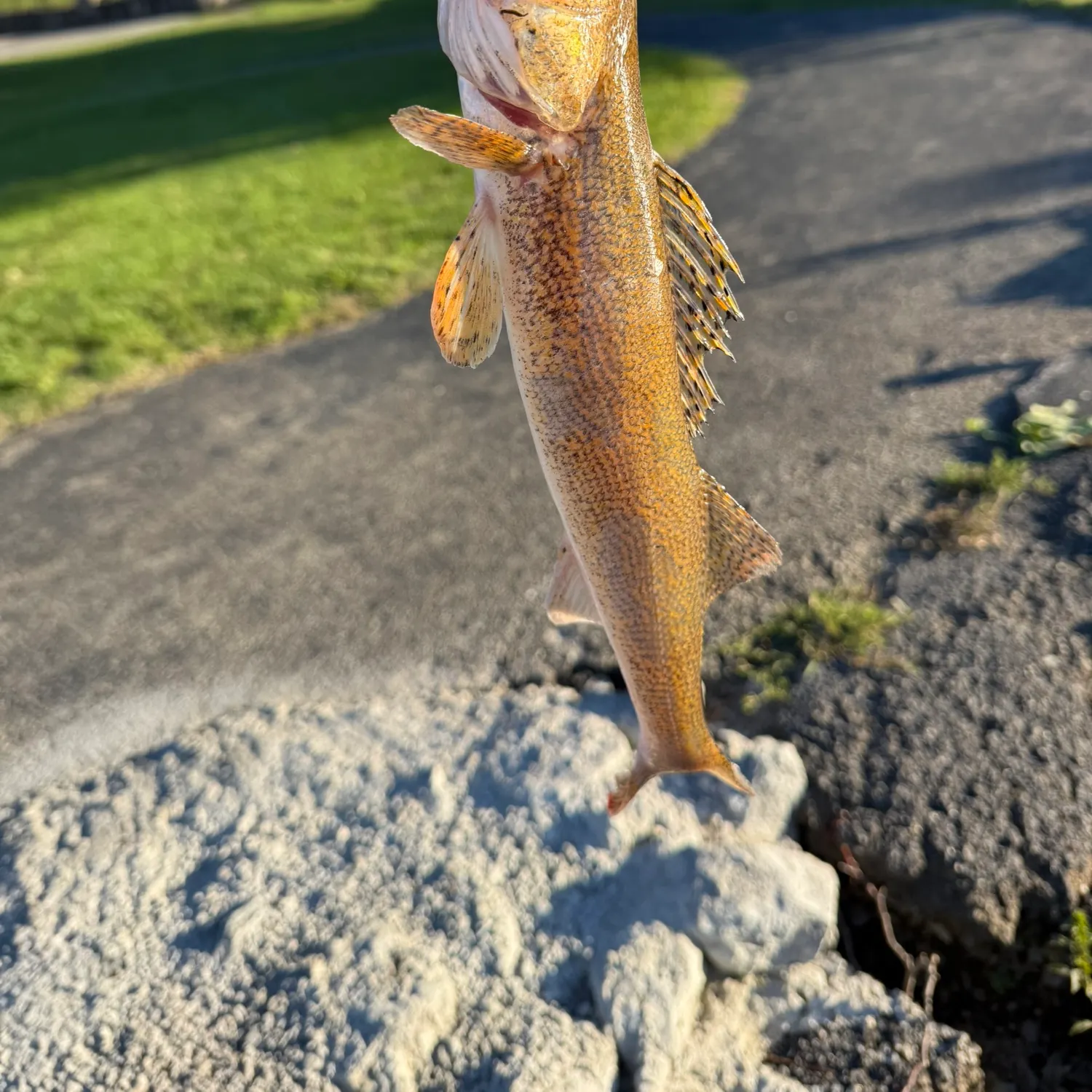 catch