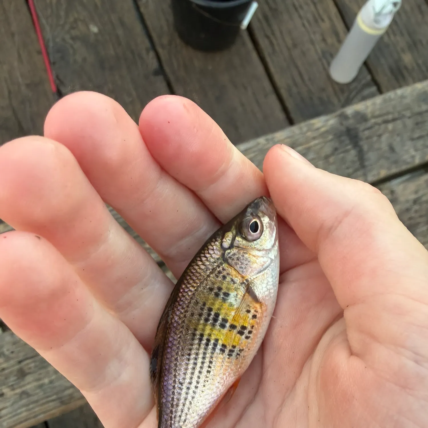 The most recent Shiner perch catches on Fishbrain
