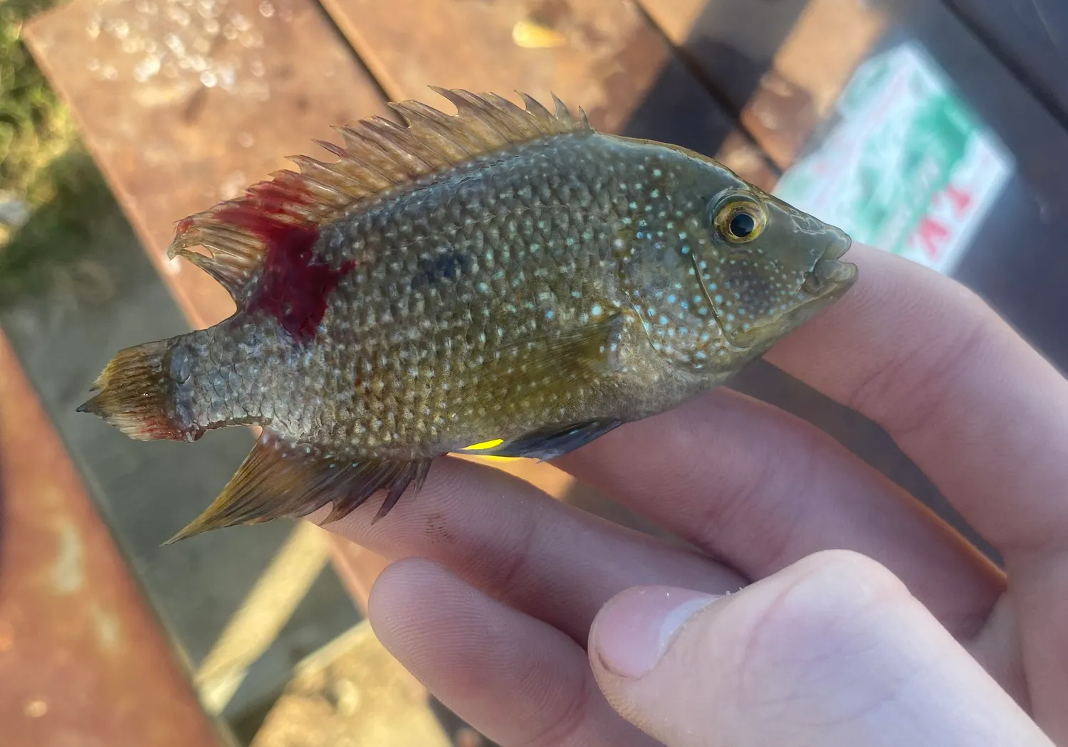 Rio Grande cichlid