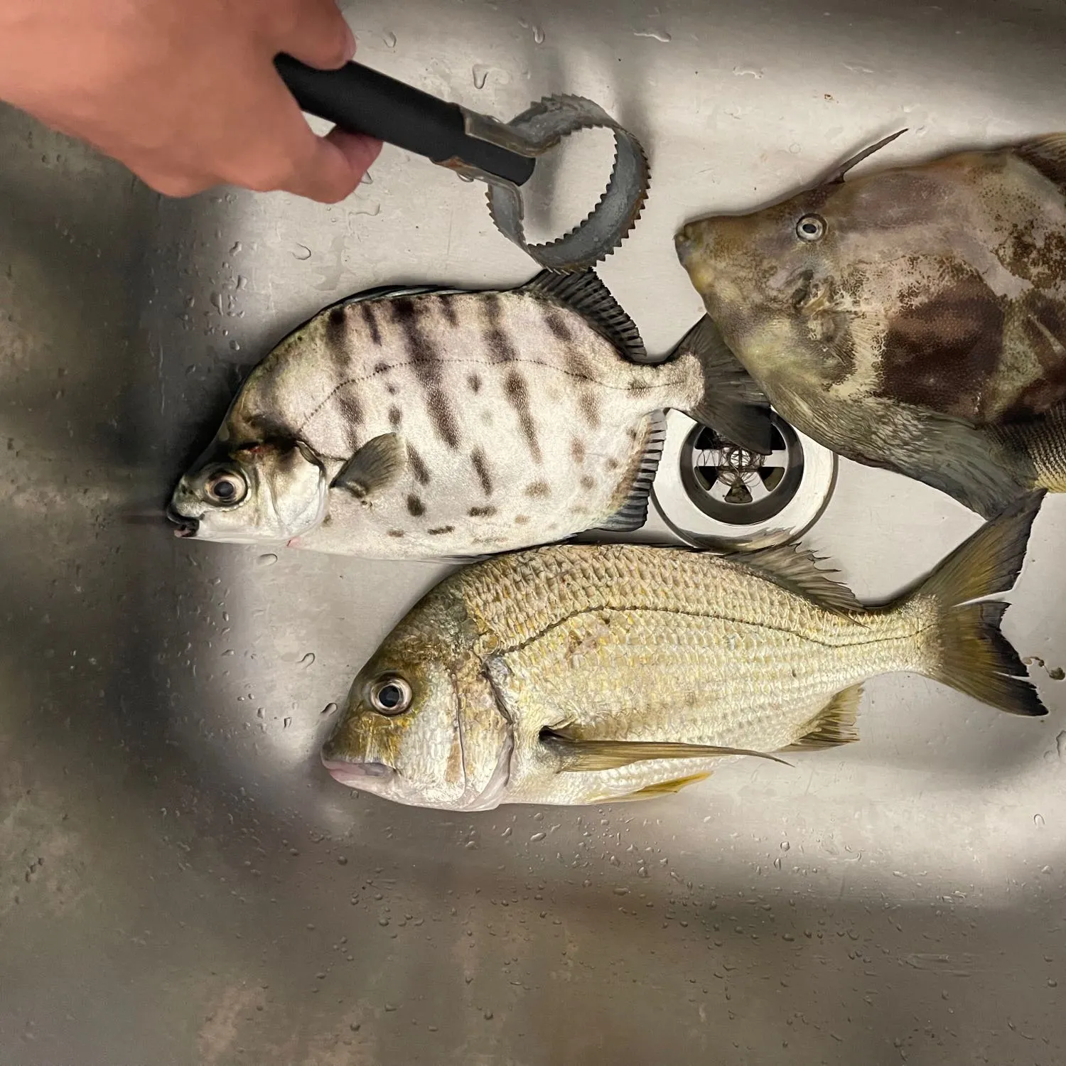 recently logged catches