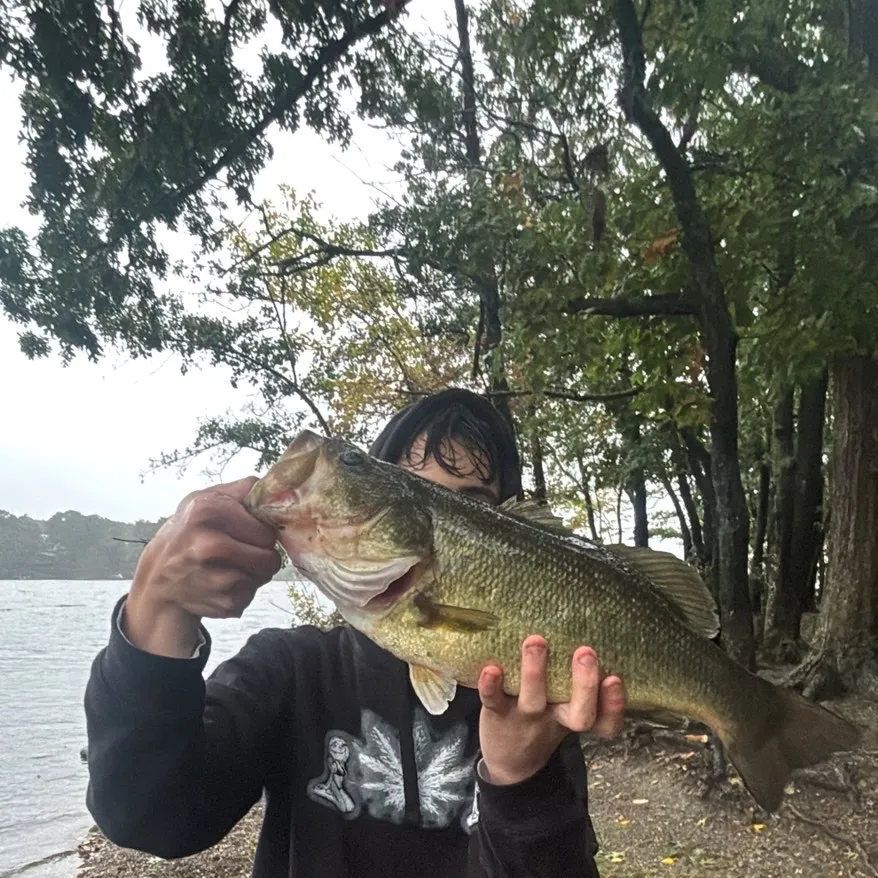 Largemouth bass caught on Fishbrain
