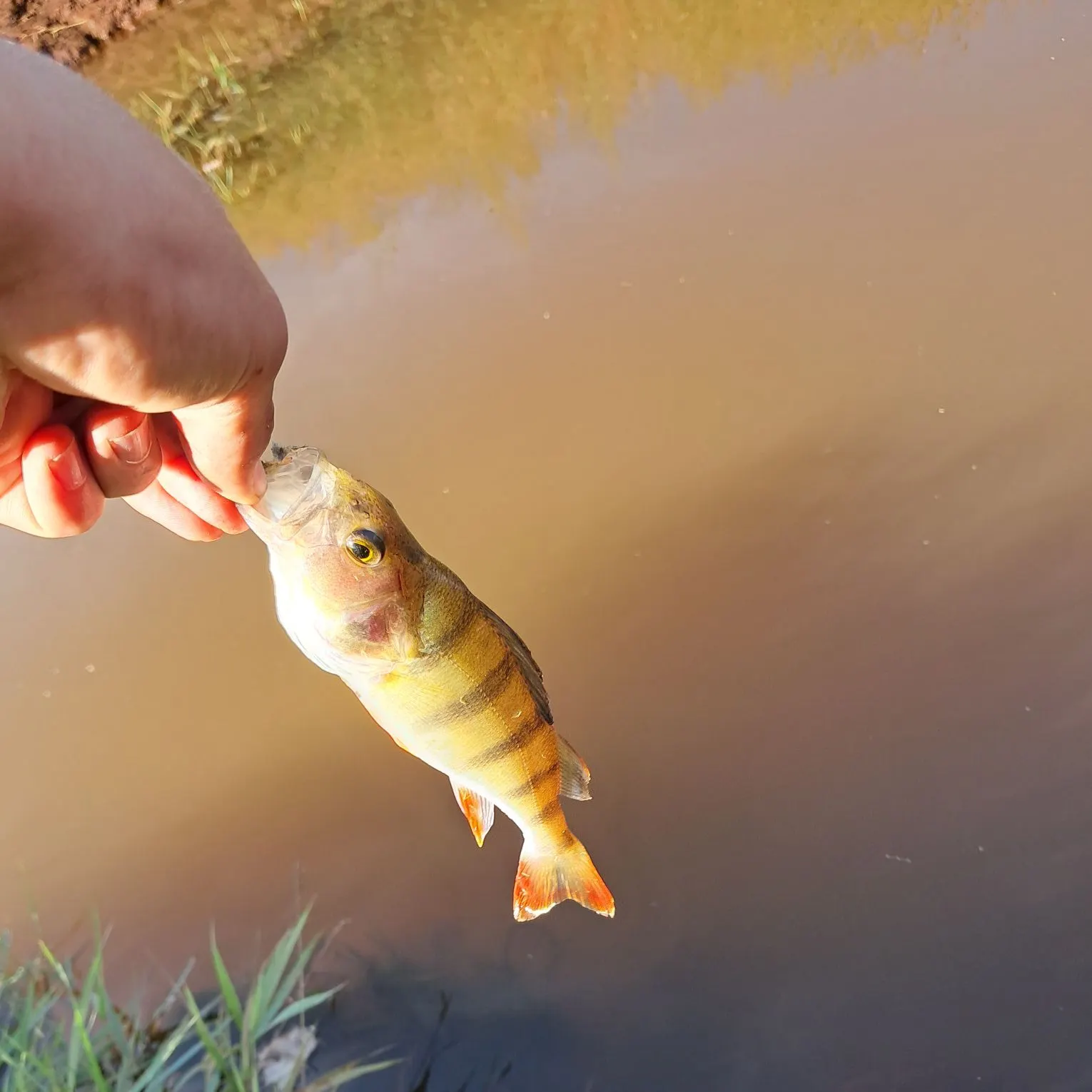 European perch caught on Fishbrain