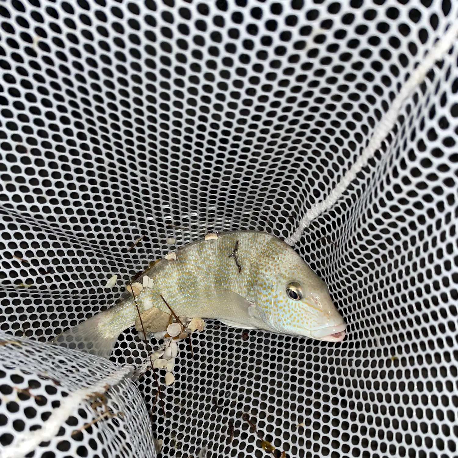 The most recent Sooty grunter catches on Fishbrain