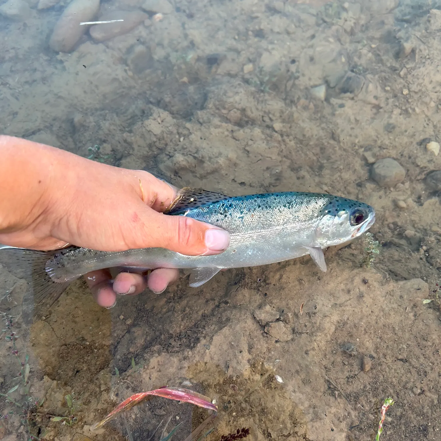 The most recent Sea trout catches on Fishbrain
