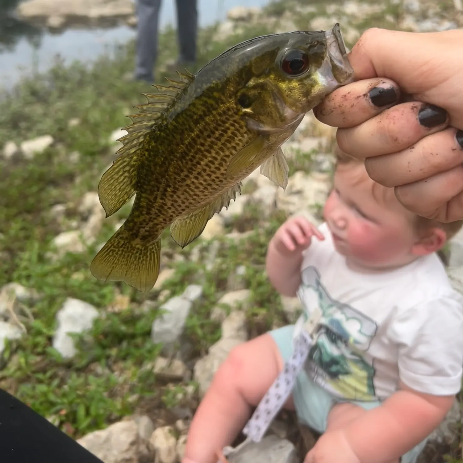 Rock bass caught on Fishbrain