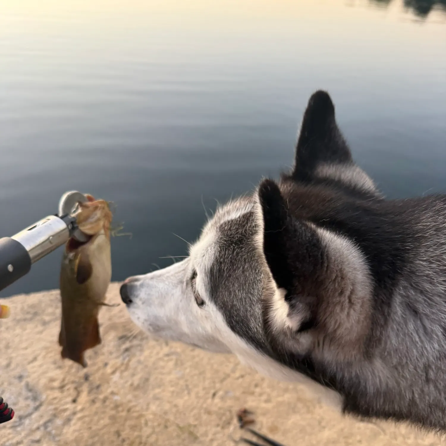 Brown bullhead caught on Fishbrain