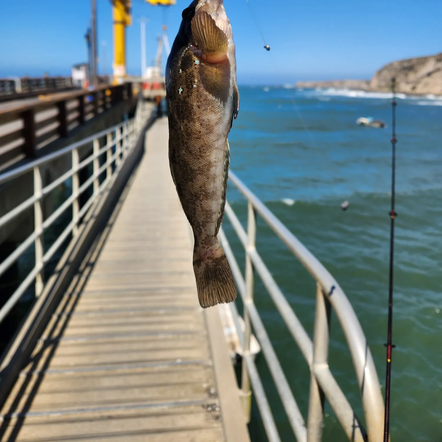 The most recent Kelp greenling catches on Fishbrain