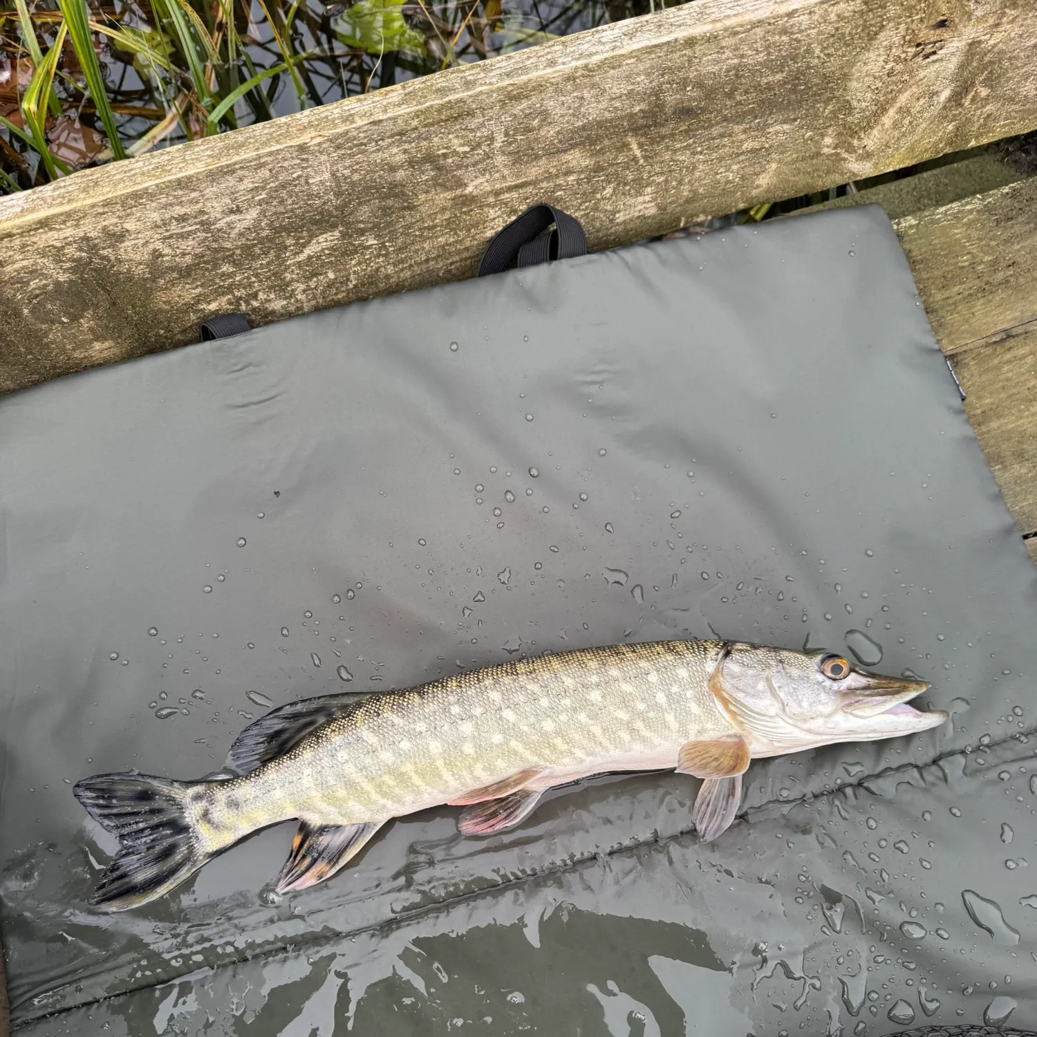 The most recent Northern pike catches on Fishbrain