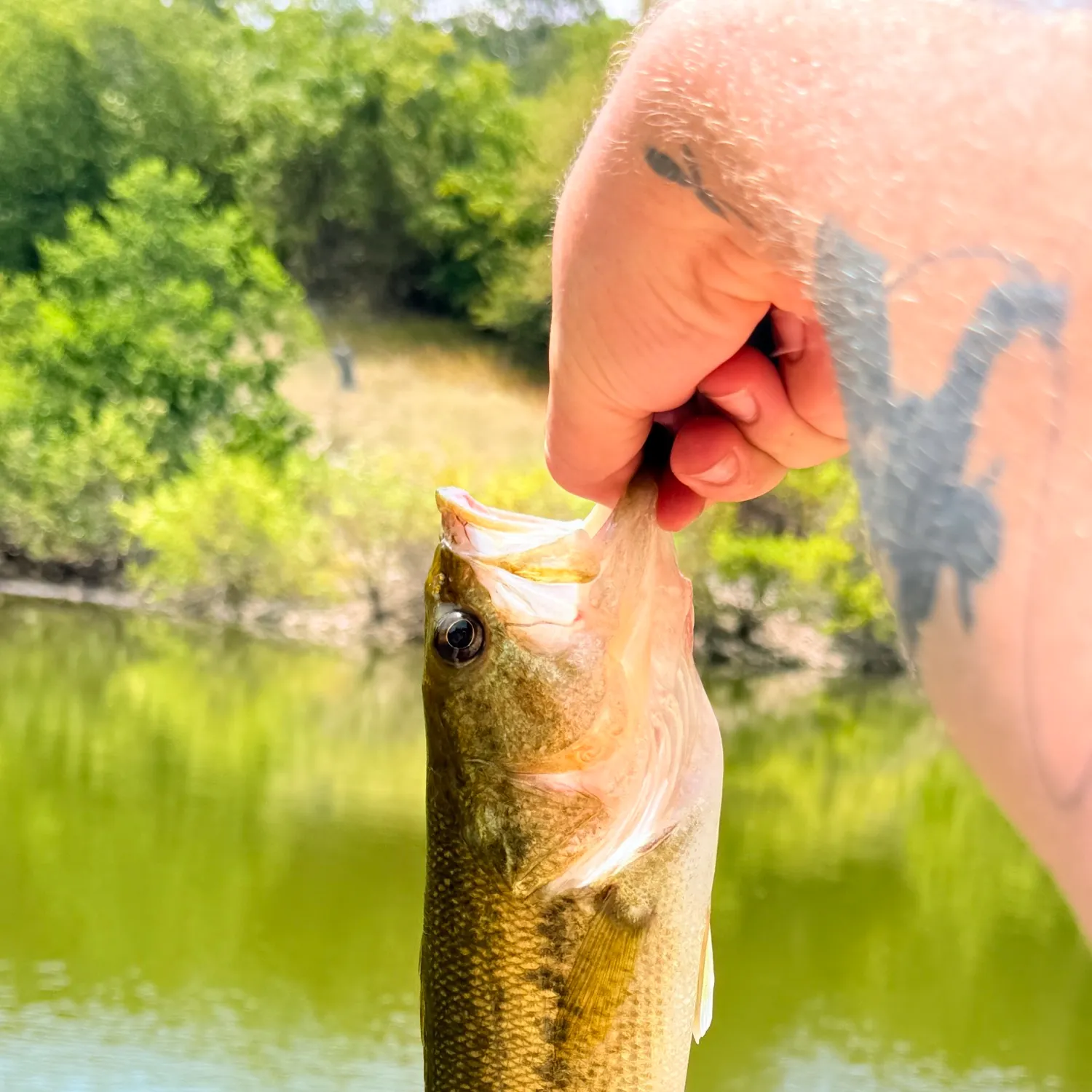 Spotted bass caught on Fishbrain