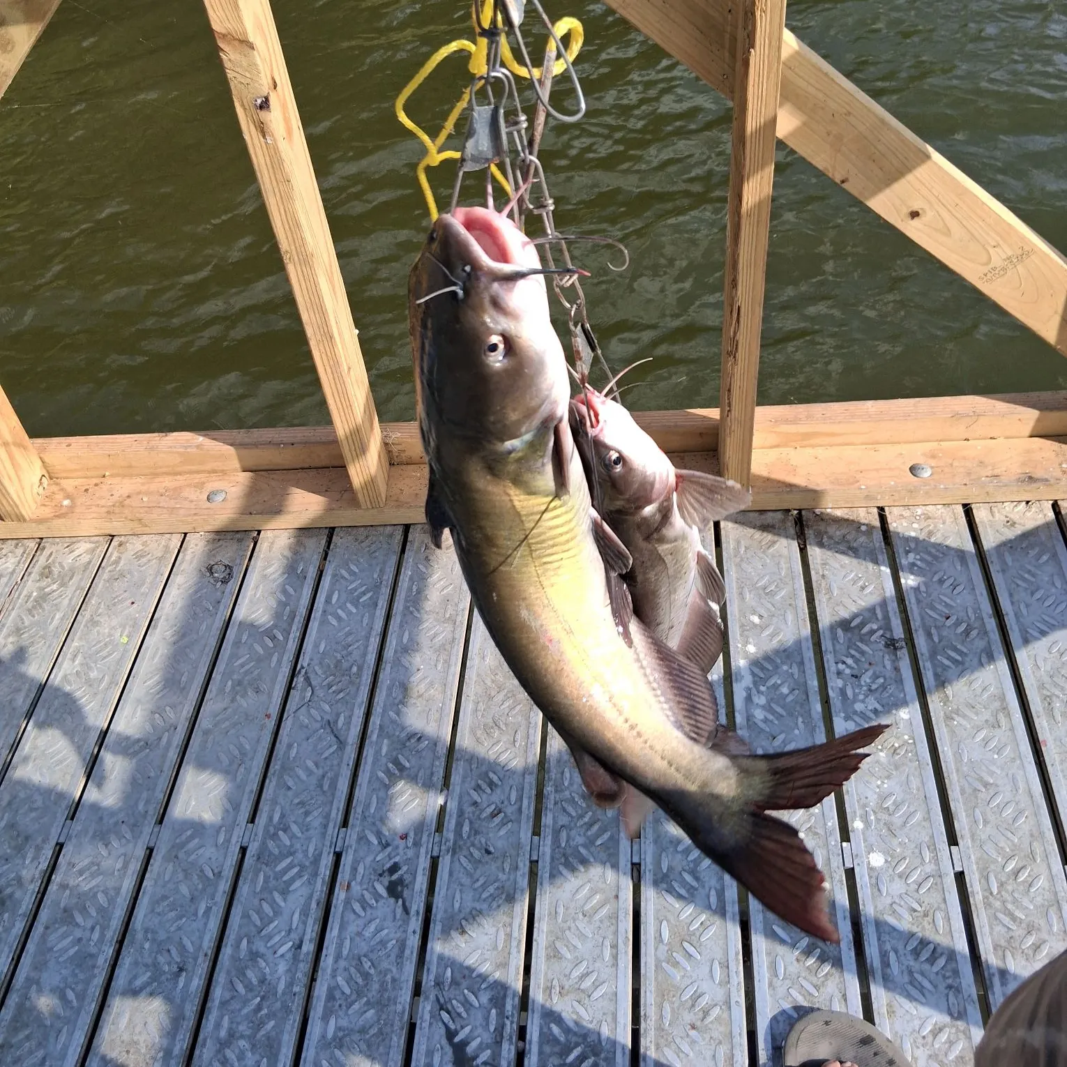 Channel catfish caught on Fishbrain