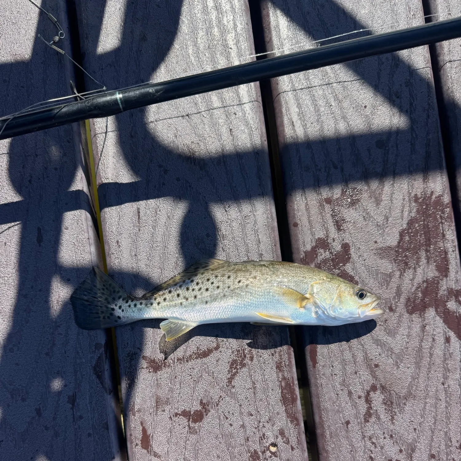 Spotted seatrout caught on Fishbrain