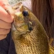 The most recent Roanoke bass catches on Fishbrain