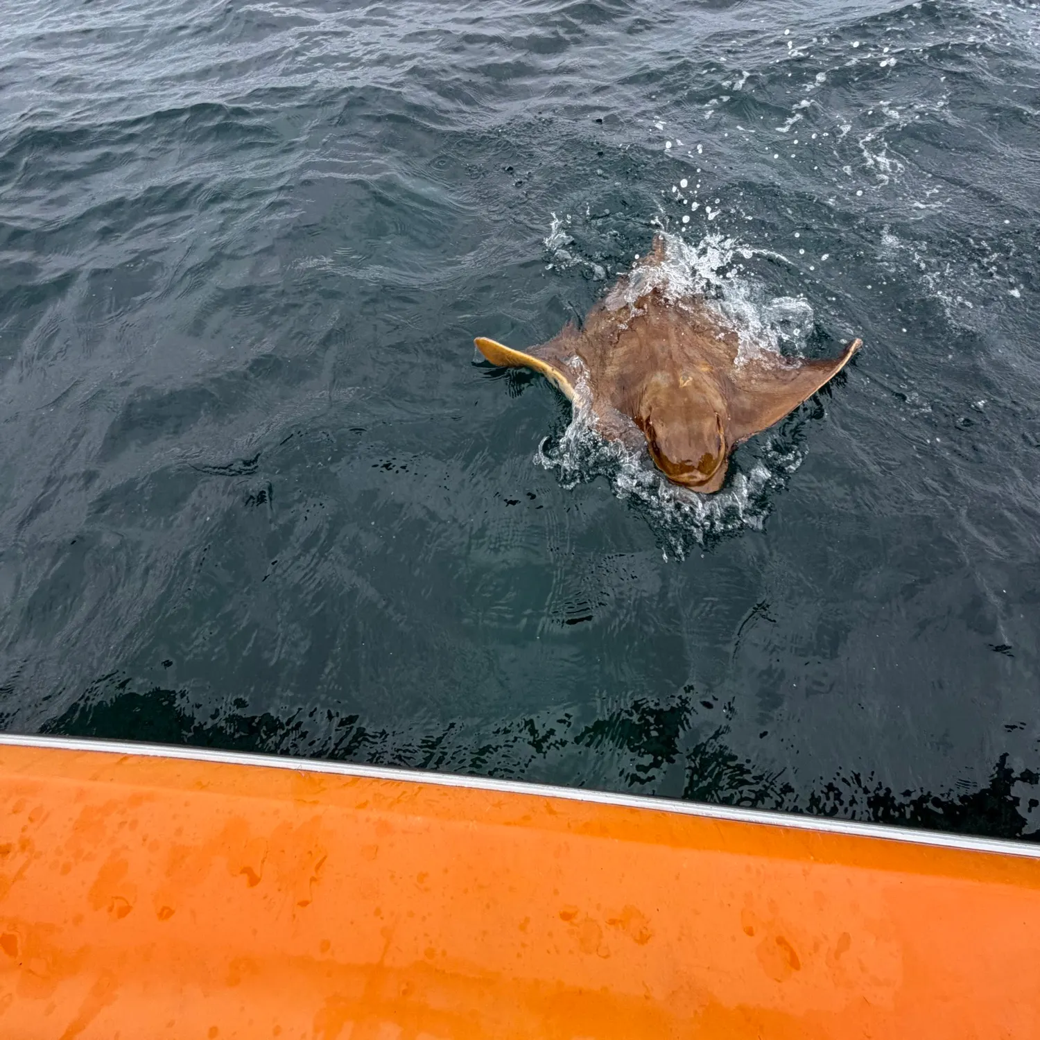 The most recent Australian bull ray catches on Fishbrain