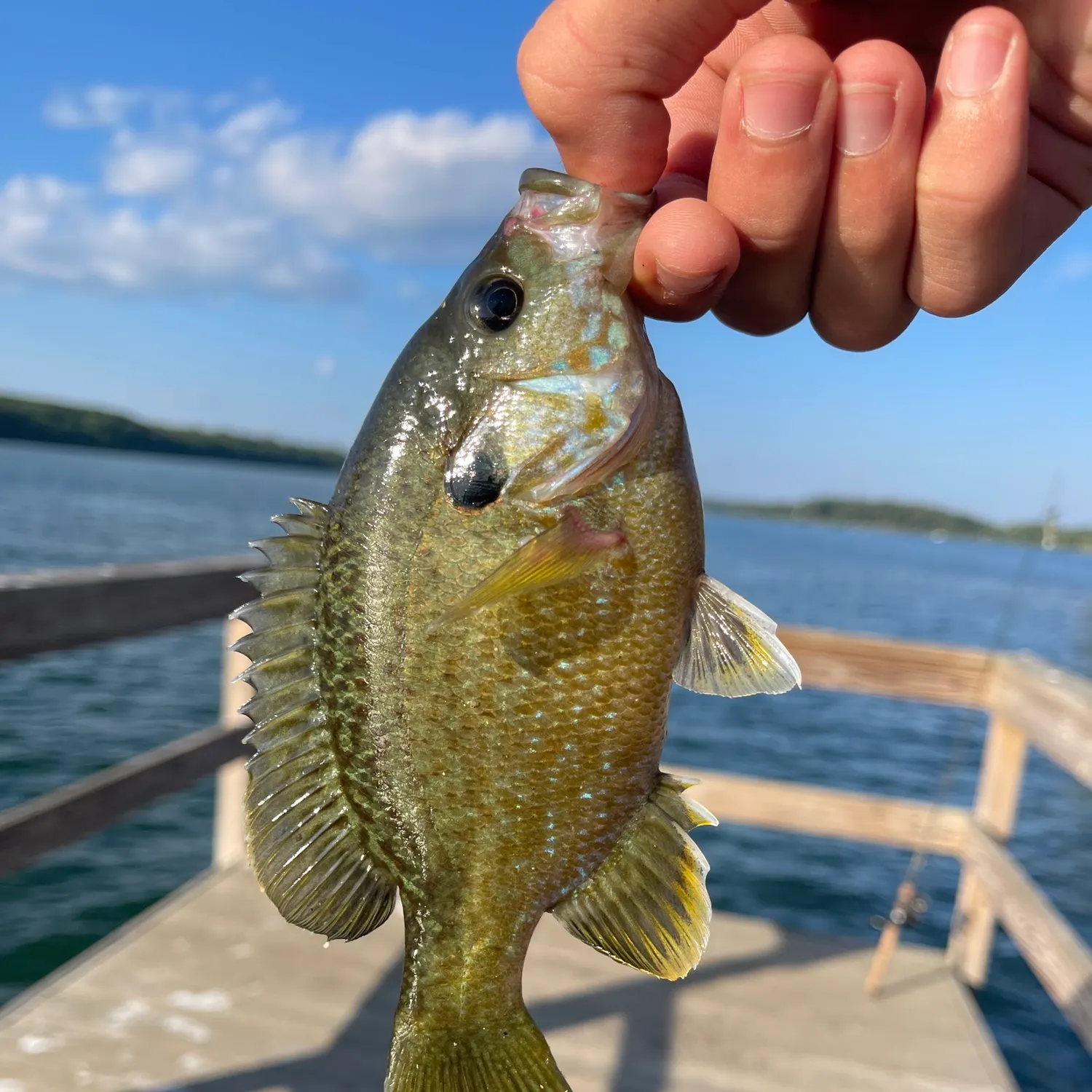 Greengill hybrid caught on Fishbrain