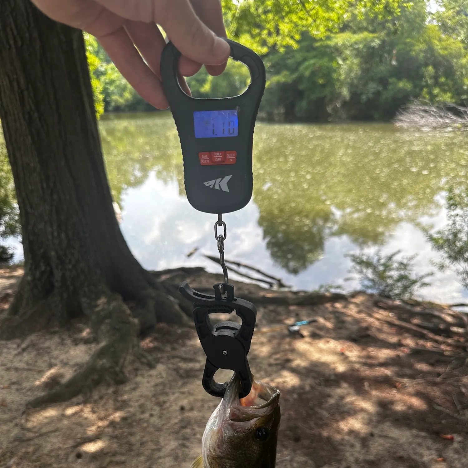 Largemouth bass caught on Fishbrain