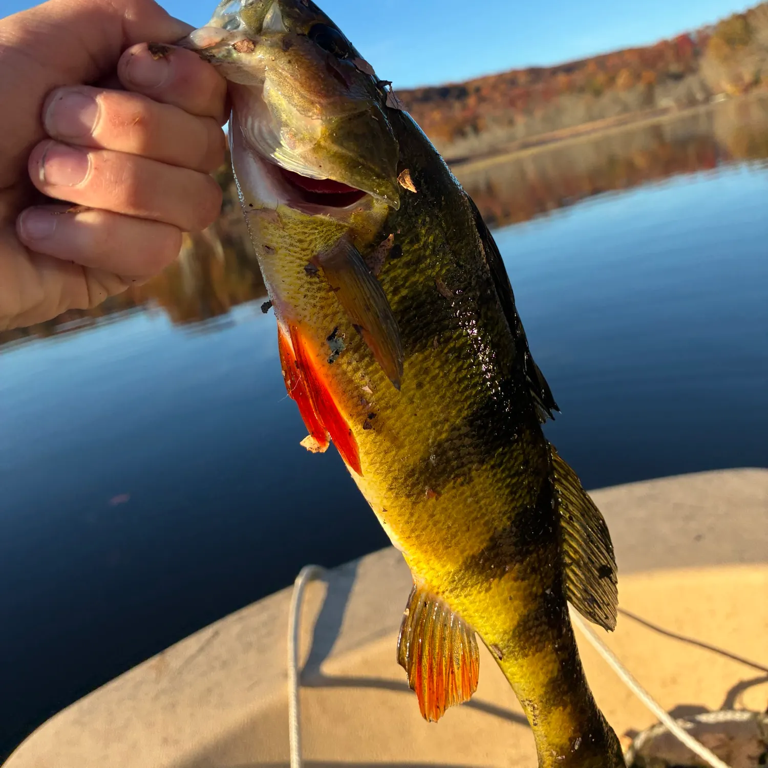 Yellow perch caught on Fishbrain