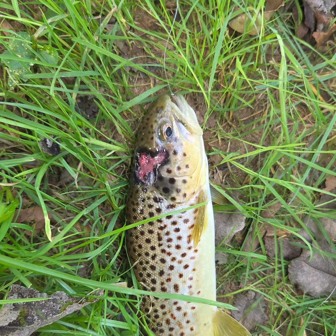 Brown trout caught on Fishbrain