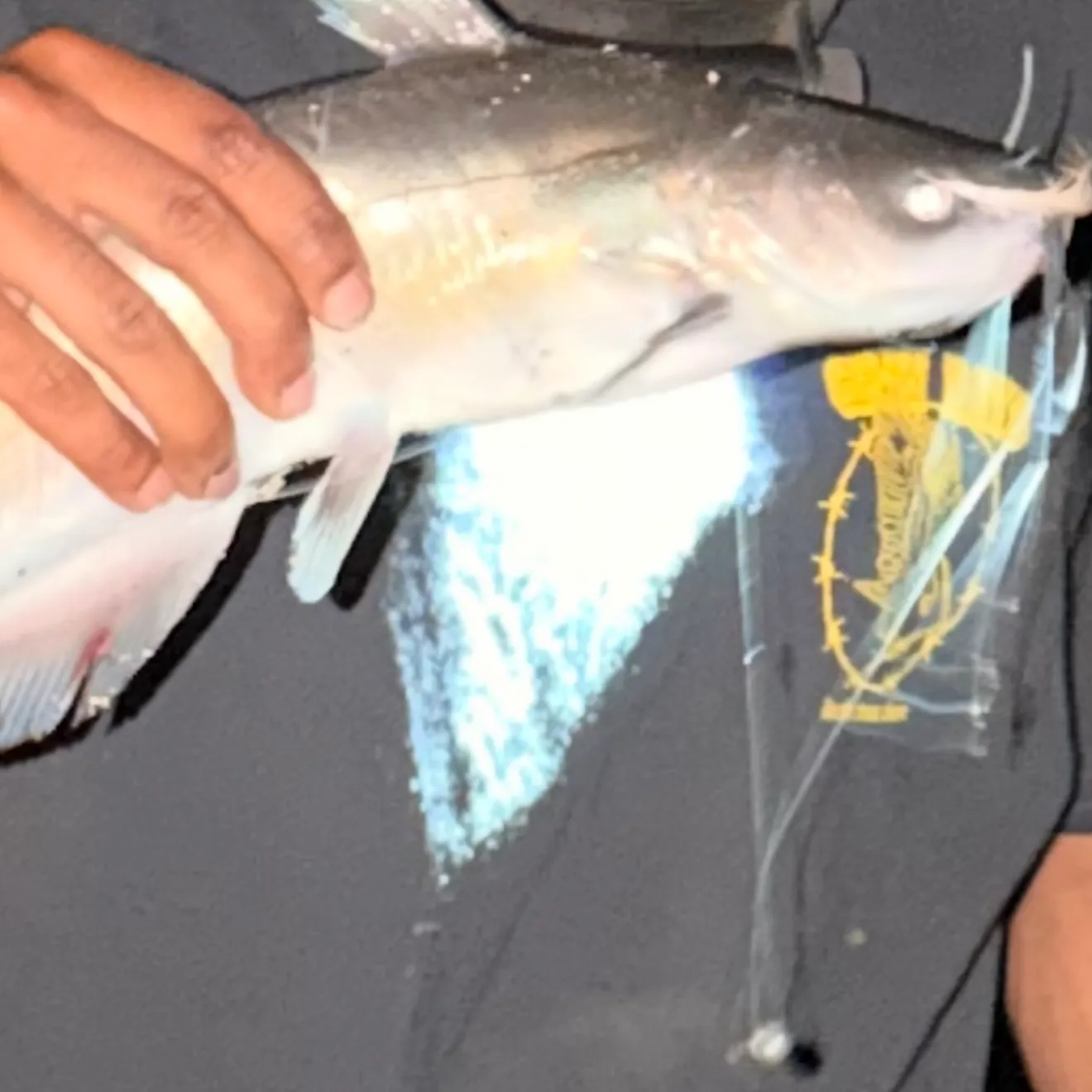 Channel catfish caught on Fishbrain