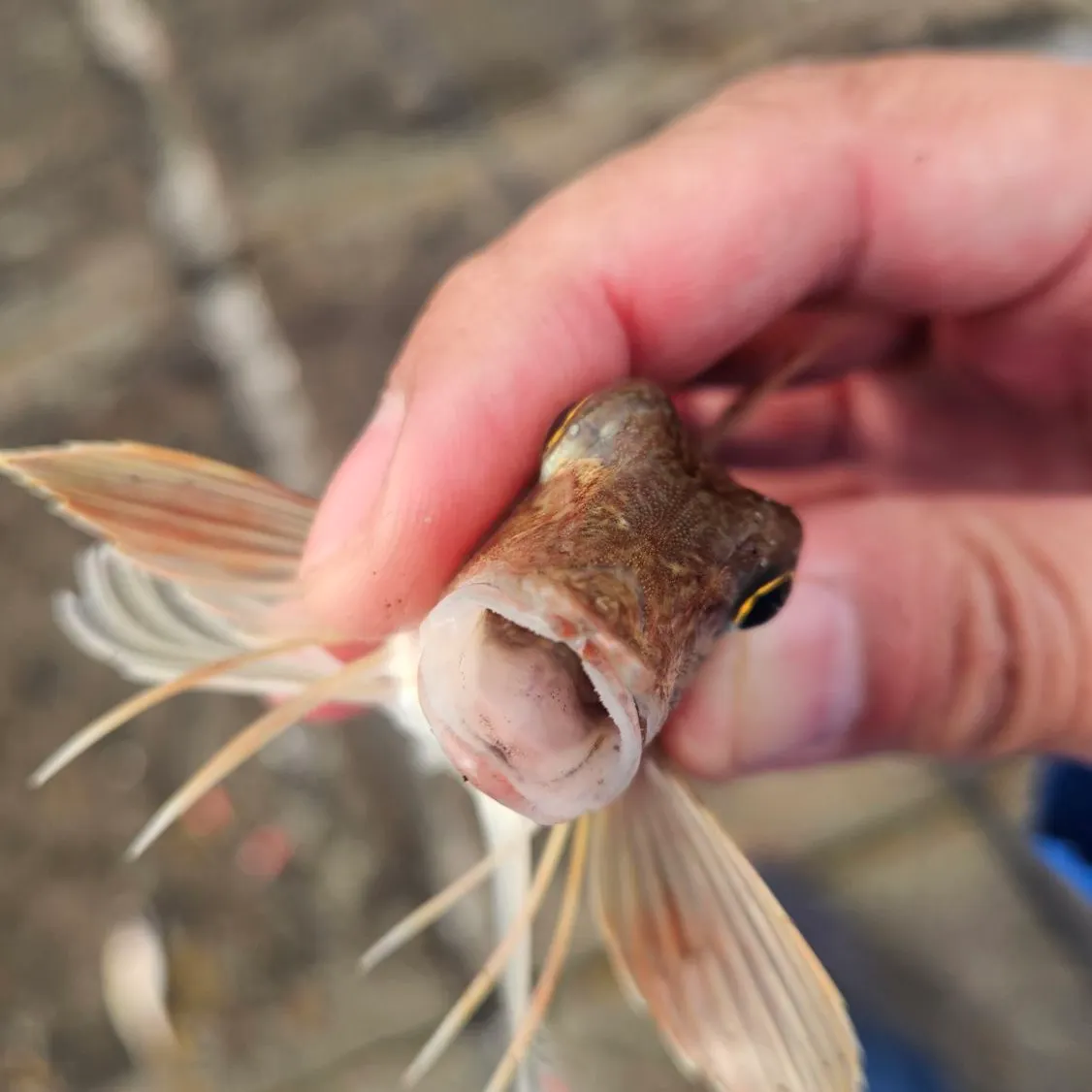 Grey gurnard caught on Fishbrain