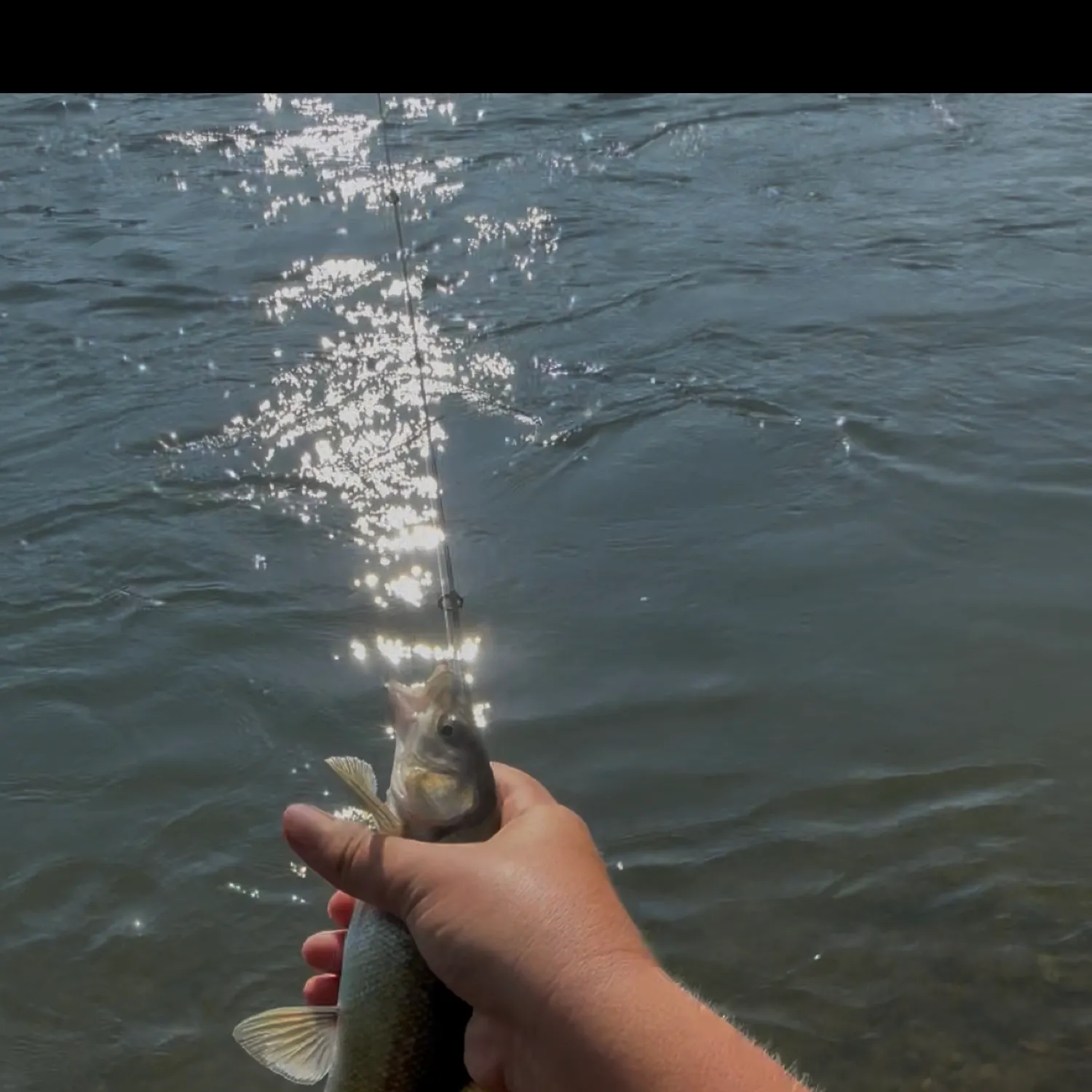 The most popular recent Hardhead minnow catch on Fishbrain