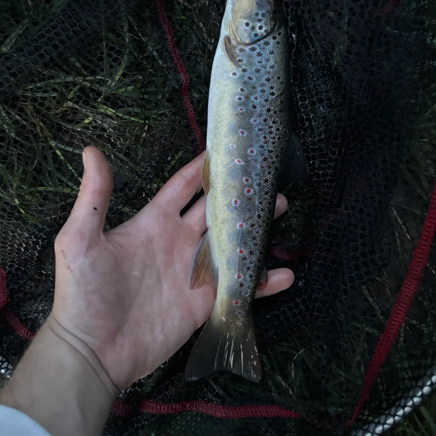 Brown trout caught on Fishbrain