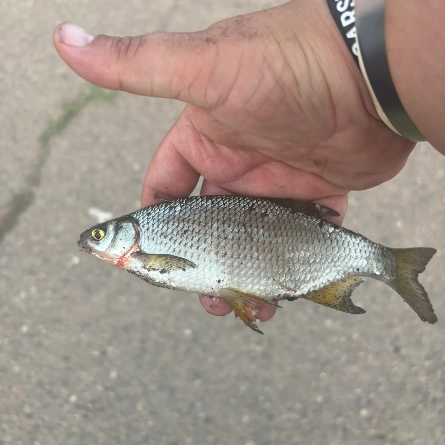 Golden shiner caught on Fishbrain