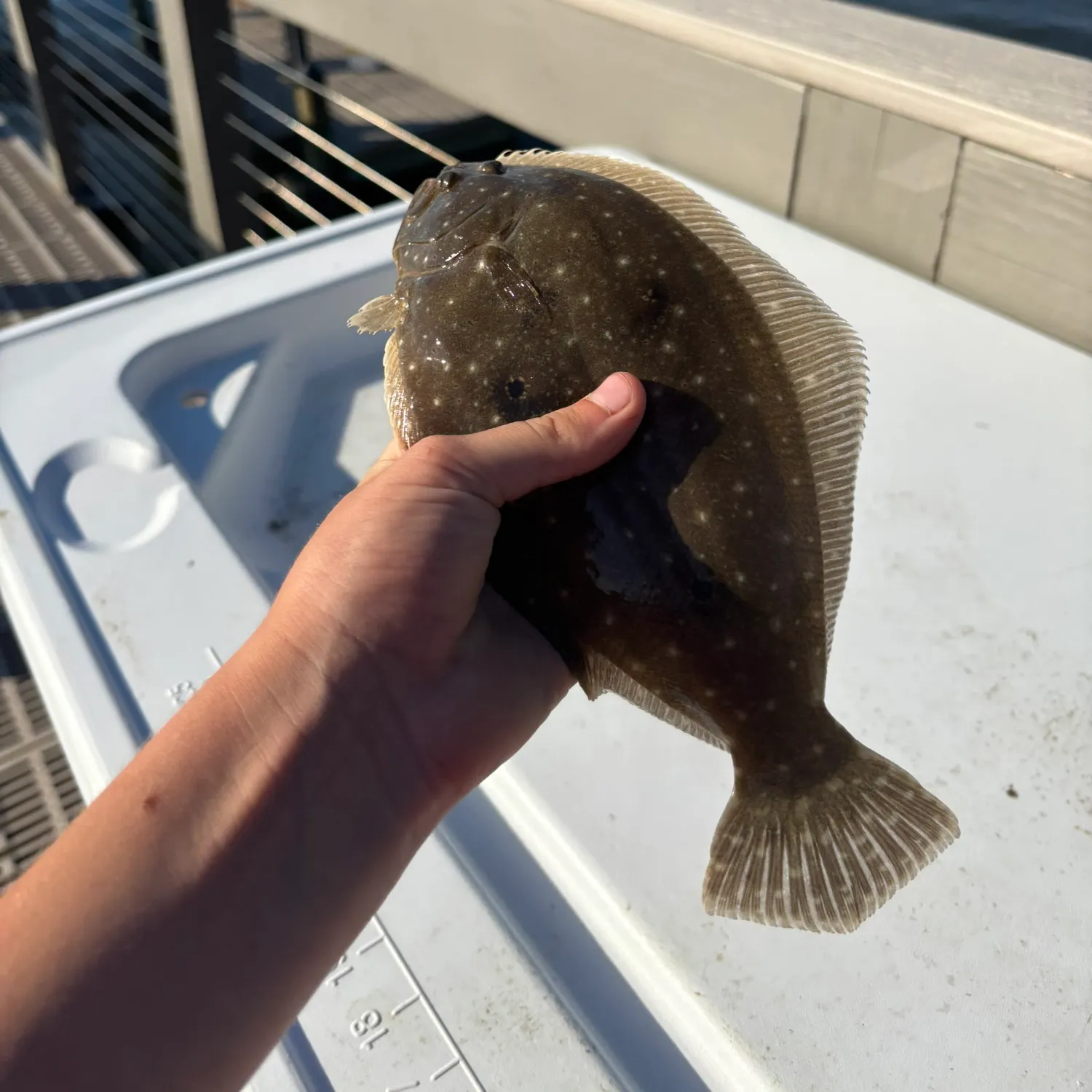 The most recent Gulf flounder catches on Fishbrain