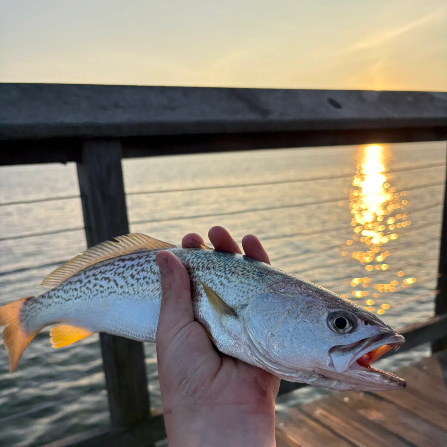 The most recent Gray weakfish catches on Fishbrain